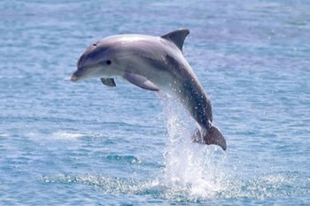 Dolphin Observation | Snorkel photo